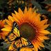 Taylor Kimball - Facebook