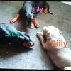 The pups - @kimbertaylor09 - TikTok