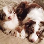 Taylor Kitchen - @wildwest_miniaussies - Instagram