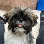 Taylor 🐾♥️ - @taylor_la_mas_guapa - Instagram