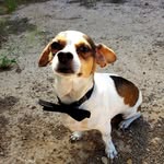 Chuck Taylor Lavender - @chuck.t.da.dog - Instagram