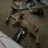 Taylor - @taylorlowe - TikTok