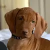 Taylor Macarthur - @moose_is_on_the_loose - TikTok