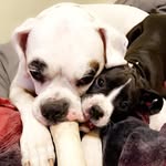 Taylor McCook - @mayatheboxer_plus1 - Instagram