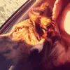 Taylor McLain - @taylormclain51 - TikTok