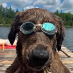 bear james taylor mcneely-maas - @bbbearthemutt - Instagram
