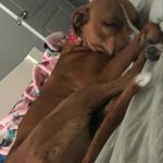 Taylor Meade - @taylor.swagdog - Instagram