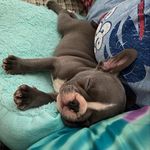 Mingo - @mingotaylor - Instagram