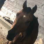 Taylor Munson - @taylor_equestrian872 - Instagram