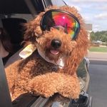Taylor Ogden - @olliethejollydood - Instagram