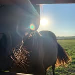 Taylor Overby - @equestrian.motivation.edit - Instagram