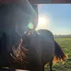 Taylor Overby - @bay_haflinger - TikTok