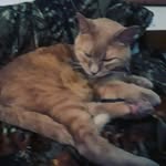 Taylor Parent - @mclovin_the_kat - Instagram