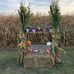Taylor Farm Pumpkin Patch - Facebook