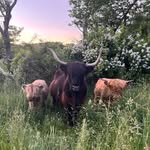 Taylor Ridge Homestead - @taylor_ridge_homestead - Instagram