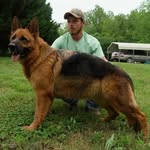 Taylor Ridge Shepherds - @taylorridgeshepherds - Instagram