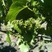 Taylor Ridge Vineyard - Facebook
