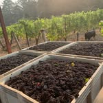 Taylor Ridge Vineyard - @taylor_ridge_vineyard - Instagram