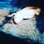 Taylor roche - @roche6694 - Instagram