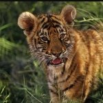 Taylor Schuler Love Tigers - @taytay_tiger_lover - Instagram