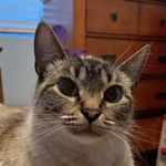 taylor seidel - @ahri_the_cat_ - Instagram
