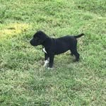 stella - @taylor.seifert2019 - Instagram