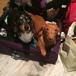 Taylor And Autumn Shephard - @2doxie_girls - Instagram