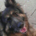 @taylor_the_german_shephard - Instagram