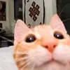 taylor - @taylorshutt - TikTok