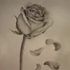 Taylor Springer - @taylor.n.springer - TikTok