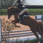 Taylor Springer - @tss.equestrian - Instagram