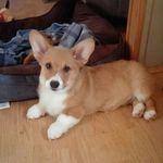 Griffin Toby Taylor Staley - @griffin_corgi_pembroke - Instagram