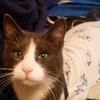 the_cat_army - @taylorthayer4 - TikTok