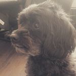 Taylor Thomson - @taylorthomson321 - Instagram