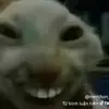 connhonmdghe - @taylortruongvan - TikTok