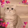 Taylor Tse - @user557523619 - TikTok