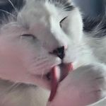 Taylor Whitlock - @thetatertotman312 - Instagram