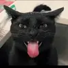 Taylor😸 - @taylor.wilhite13 - TikTok