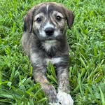 Brooke Taylor-Windham 🐾 - @brooke.taylor.windham - Instagram