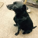 Taz Murray - @tazthedogmurray - Instagram