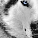 Ter - @teawolf101 - Instagram