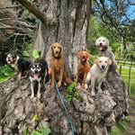 Teacher's Pets - Dog Walking - @teacherspetsnz - Instagram