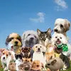 Teachers Pets - @teacherspets4 - TikTok