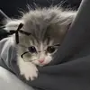 teacherspet🫣 - @._teacherspet - TikTok