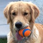 The Teacher's Pet - @teacherspetaz - Instagram