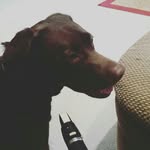Teagan The Chocolate Lab - @teagancartertucker - Instagram