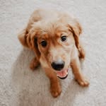 Teagan Davis - @teagsthegolden - Instagram