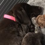 @teahtaylorpup - Instagram