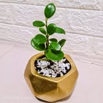 teal green pots and plants - @tealgreenpotsandplants - Instagram