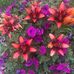 Janie Teal Harris - Facebook